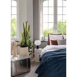 SANSEVIERIA SKY EN POT