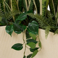 SANSEVIERIA SKY EN POT