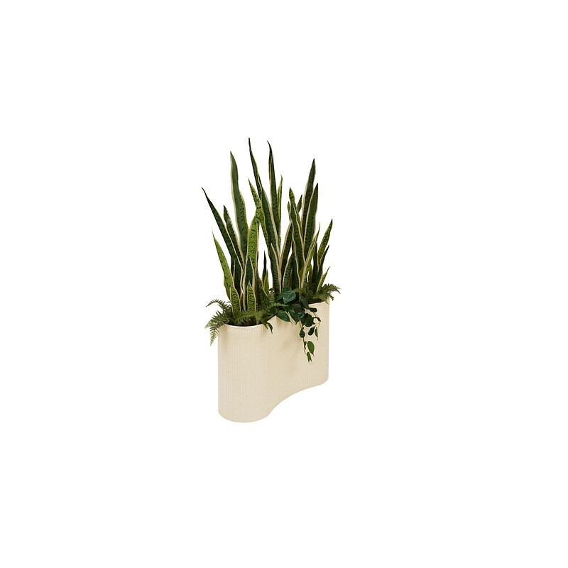 SANSEVIERIA SKY EN POT