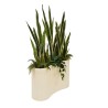 SANSEVIERIA SKY EN POT
